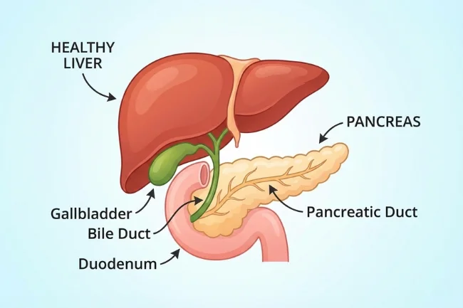 Medical illustration of a healthy liver and pancreas highlighting organ health supported by Vitamin E.