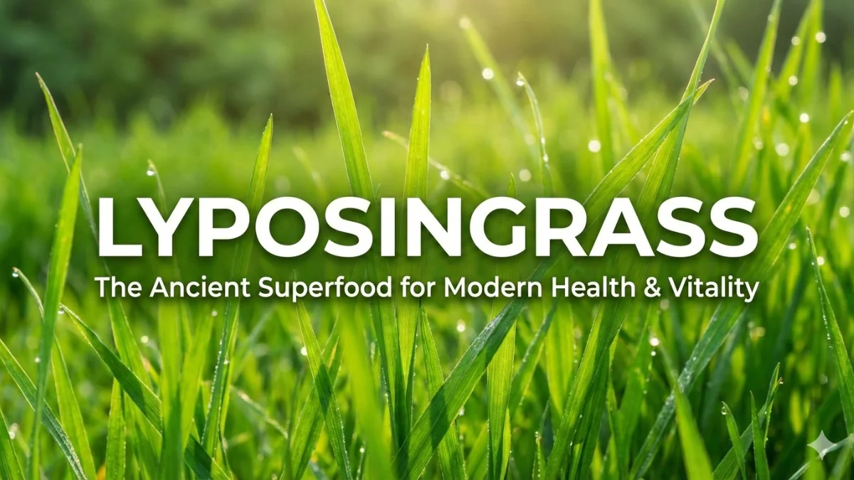 Lyposingrass growing fresh and vibrant in sunlight, showcasing the ancient green superfood for modern health