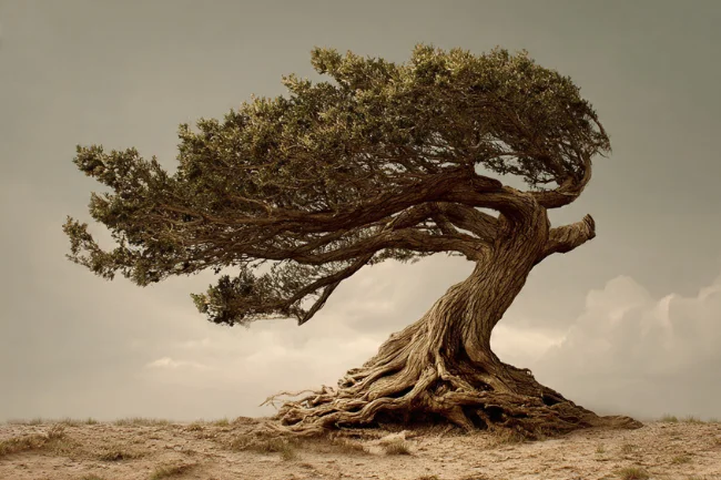 Roarleveraging Business Infoguide by Riproar - A strong tree with deep roots symbolizing resilience and long-term business success.