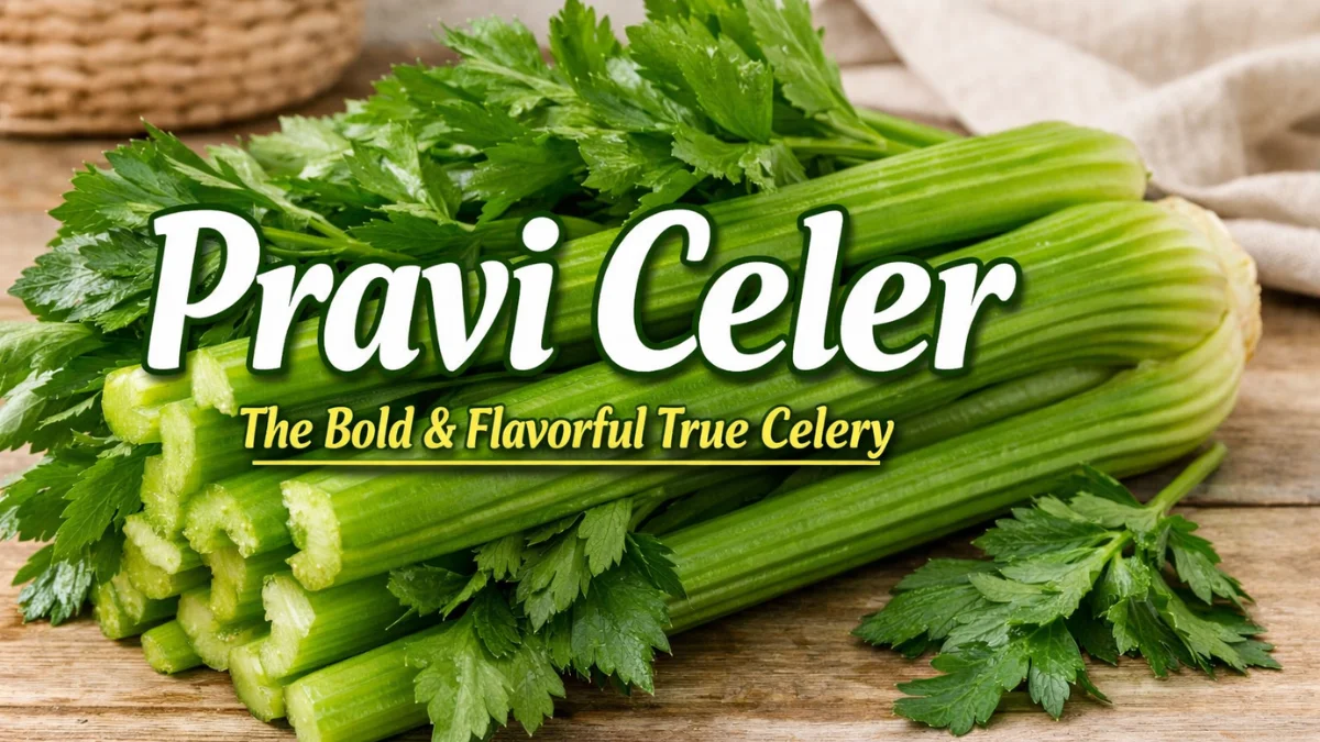 Pravi Celer fresh green celery stalks with leafy tops, showcasing true celery flavor and vibrant texture