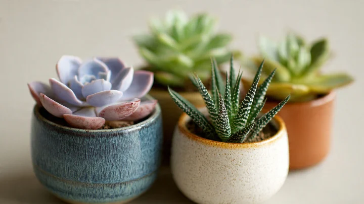 Suçculent plants in small ceramic pots with various shapes and colors, arranged in a natural setting.